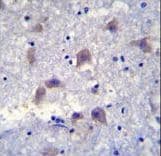 Polyclonal Rabbit anti-Human VSIG8 Antibody (aa331-360, IHC, WB)