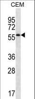 MOSPD2 Antibody (aa11-40)