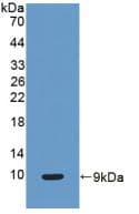 SCGB1A1 / Uteroglobin Antibody (aa23-91, PE)