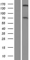 NFRKB Protein (Over-Expression Lysate Myc-DDK (Flag))
