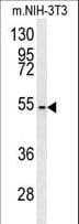 CCZ1 / CGI-43 Antibody (aa239-265)