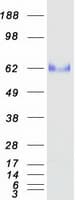 Human OIT3 Protein (Recombinant Myc-DDK (Flag))