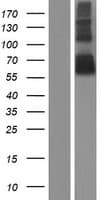 CEACAM20 Protein (Over-Expression Lysate Myc-DDK (Flag))