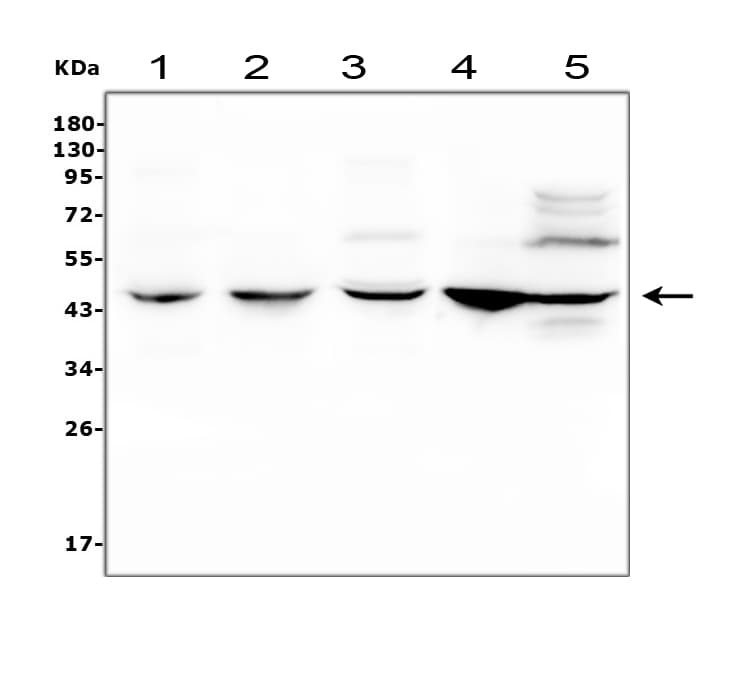 C/EBP Beta / CEBPB Antibody (aa1-200)