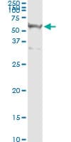 Monoclonal Mouse anti-Human RASSF8 Antibody (clone 2G1, IHC, IF, WB)