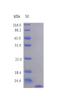 Rat CCL17 / TARC Protein (Recombinant)