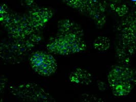 IDH3A Antibody (clone OTI2F11)