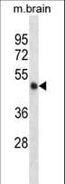 Polyclonal Rabbit anti-Mouse CAMK2A / CaMKII Alpha Antibody (aa322-349, WB)