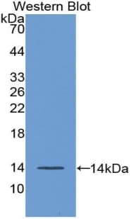 FGF23 Antibody (aa24-126)