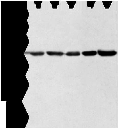 Polyclonal Rabbit anti-Human WDR77 / MEP50 Antibody (WB)