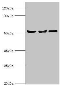 SERPINA10 / PZI Antibody (aa165-444)