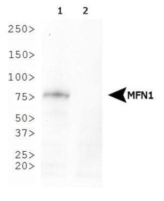 MFN1 Antibody (clone 11E9-1H12, Biotin)