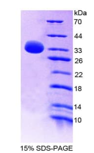 Mouse MYB / c-Myb Protein (Recombinant His-T7)