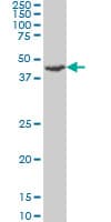 STK26 / MST4 Antibody (clone 3G5)