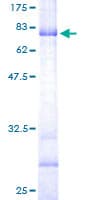 Human B3GNT2 Protein (Recombinant GST)