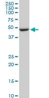 Monoclonal Mouse anti-Human FBXL3 Antibody (clone 1A3, WB)