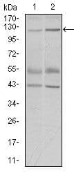 HIWI2 / PIWIL4 Antibody (Amino Acid: 304-434, clone 10G9B11)