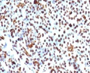 Histone H1 Antibody (clone HH1/957, Ready-to-Use)