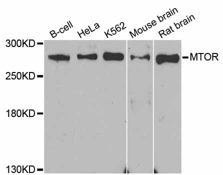 MTOR Antibody