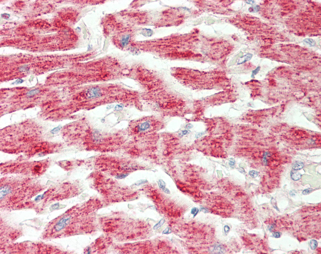 GOT2 Antibody (aa36-85)