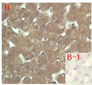 FGF23 Antibody (clone FG322-3)