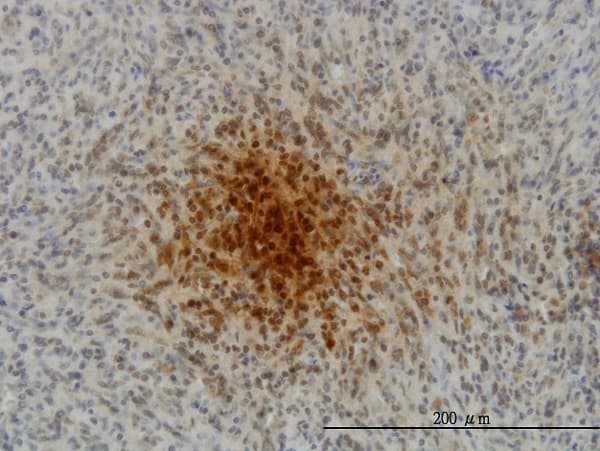 MLC3F / MYL1 Antibody (clone 2D9)