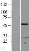 RPL4 / Ribosomal Protein L4 (Over-Expression Lysate Myc-DDK (Flag))