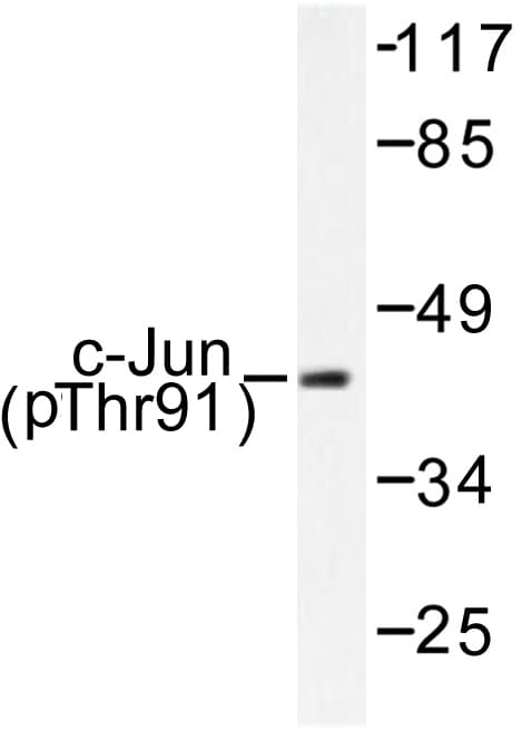 JUN / c-Jun Antibody (phospho-Thr91)