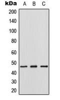 TDG / Thymine DNA Glycosylase Antibody (Internal)