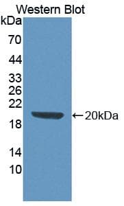 KITLG / SCF Antibody (aa24-247)