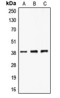 CLNS1A Antibody (C-Terminus)