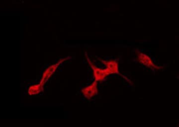 S100Z Antibody