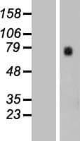 GTPBP4 Protein (Over-Expression Lysate Myc-DDK (Flag))