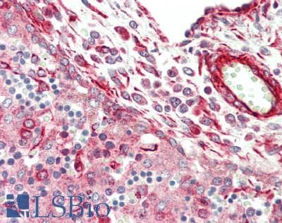 IHC-plus™ TFEB Antibody (aa15-64)