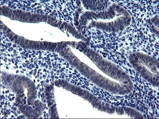 TXNDC5 / ERP46 Antibody (clone OTI1B2, Carrier-free)