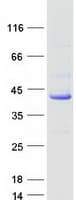 Human ATP6V0D1 Protein (Recombinant Myc-DDK (Flag))