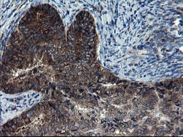 CNOT4 / CLONE243 Antibody (clone OTI1H2)