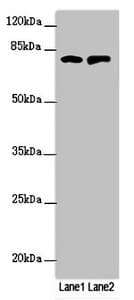 Polyclonal Rabbit anti-Human RUFY2 Antibody (IHC, WB)