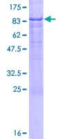 Human NAP1L2 / BPX Protein (Recombinant GST)