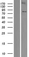 KLHL4 Protein (Over-Expression Lysate Myc-DDK (Flag))