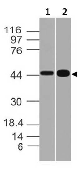 Monoclonal Mouse anti-Human GPR44 / CRTH2 Antibody (WB)
