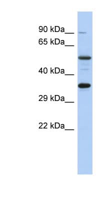 CREB1 / CREB Antibody (aa251-300)