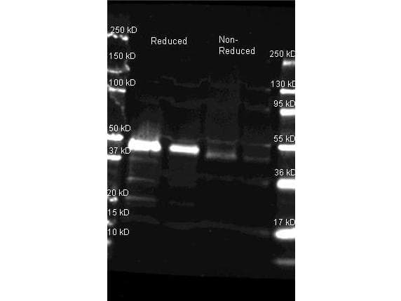 HRP / Horseradish Peroxidase Antibody