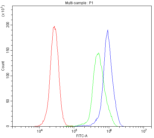 THY1 / CD90 Antibody