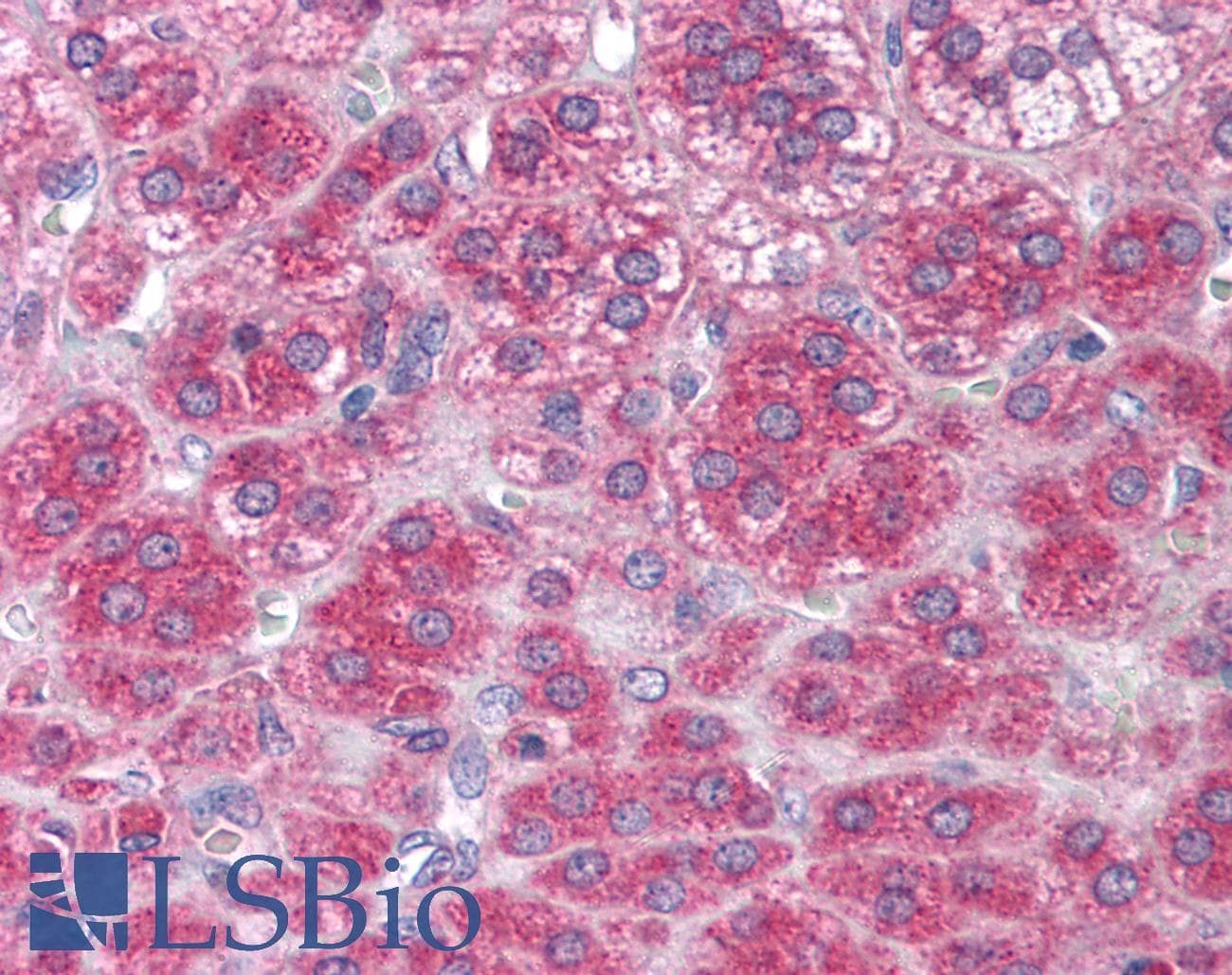 PathPlus™ NTF3 / Neurotrophin 3 Antibody (N-Terminus)