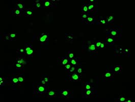 POU5F1 / OCT4 Antibody (clone OTI9B7)