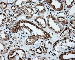 PSMC3 Antibody (clone OTI6E10)