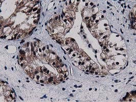 SQSTM1 Antibody (clone OTI1E9, Carrier-free)