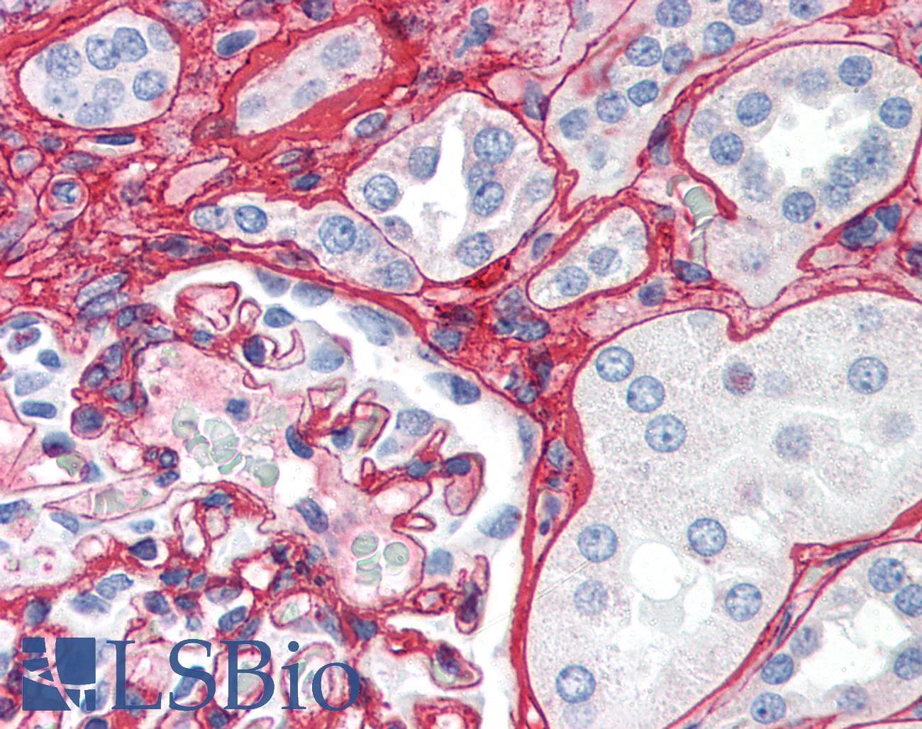 IHC-plus™ Polyclonal Rabbit anti-Mammal Collagen V Antibody (Biotin, IHC, WB)