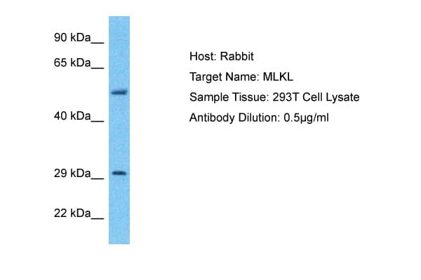 MLKL Antibody (aa107-156)